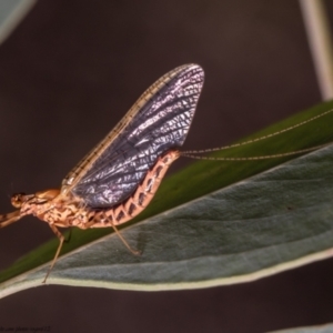 Ephemeroptera (order) at Holt, ACT - 7 Apr 2021 01:12 PM