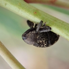 Tyrtaeosus sp. (genus) (Weevil) at Point 4152 - 12 Mar 2021 by CathB