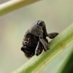 Tyrtaeosus sp. (genus) at Point 4152 - 13 Mar 2021