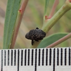 Tyrtaeosus sp. (genus) at Point 4152 - 13 Mar 2021