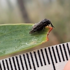 Polyclonus atratus at Holt, ACT - 13 Mar 2021 08:46 AM