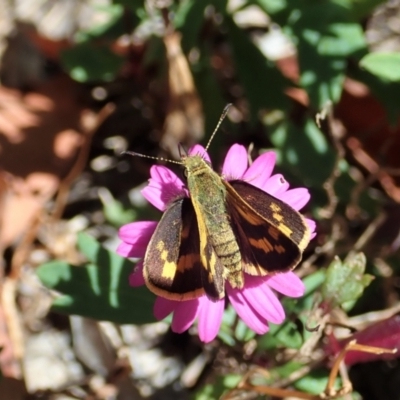 Ocybadistes walkeri (Green Grass-dart) at Cook, ACT - 15 Mar 2021 by CathB