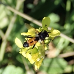 Cylindromyia sp. (genus) at Holt, ACT - 15 Mar 2021 05:38 PM