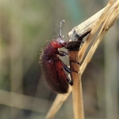 Lagriini sp. (tribe) (Unidentified lagriine darkling beetle) at Holt, ACT - 12 Mar 2021 by CathB