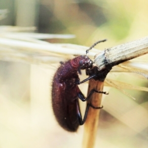 Lagriini sp. (tribe) at Holt, ACT - 13 Mar 2021 09:36 AM