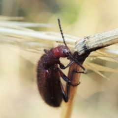 Lagriini sp. (tribe) at Holt, ACT - 13 Mar 2021