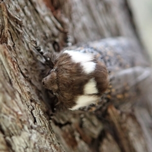 Oenosandra boisduvalii at Aranda, ACT - 16 Mar 2021 05:57 PM