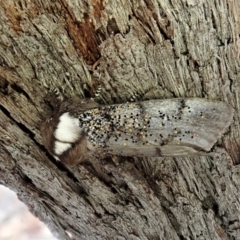 Oenosandra boisduvalii at Aranda, ACT - 16 Mar 2021 05:57 PM