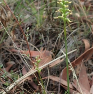 Corunastylis cornuta at Holt, ACT - 24 Mar 2021