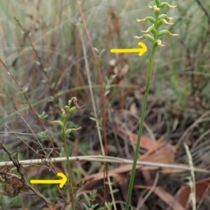 Corunastylis cornuta at Holt, ACT - suppressed