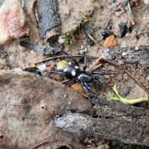 Eilica sp. (genus) at Aranda, ACT - 24 Mar 2021