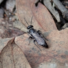 Mutillidae (family) (Unidentified Mutillid wasp or velvet ant) at Aranda, ACT - 24 Mar 2021 by CathB