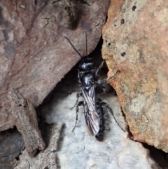 Mutillidae (family) at Aranda Bushland - 24 Mar 2021 03:01 PM