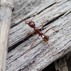 Aphaenogaster longiceps (Funnel ant) at Aranda Bushland - 16 Mar 2021 by CathB