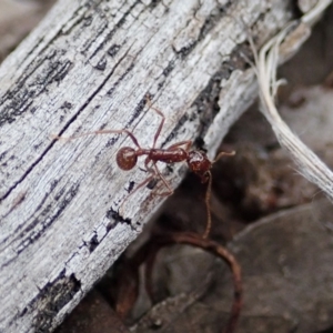 Aphaenogaster longiceps at Aranda, ACT - 16 Mar 2021