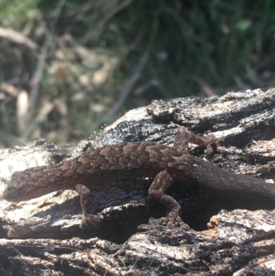 Christinus marmoratus (Southern Marbled Gecko) at Mount Ainslie - 7 Apr 2021 by NedJohnston