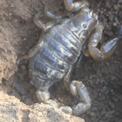 Urodacus manicatus (Black Rock Scorpion) at Campbell, ACT - 7 Apr 2021 by Ned_Johnston