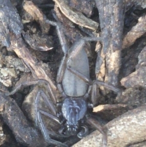 Gnaphosidae or Trochanteriidae (families) at Campbell, ACT - 7 Apr 2021 03:49 PM