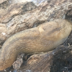 Ambigolimax nyctelia (Striped Field Slug) at Campbell, ACT - 7 Apr 2021 by Ned_Johnston