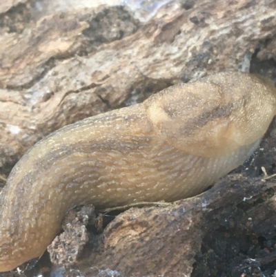 Ambigolimax sp. (valentius and waterstoni) (Striped Field Slug) at Campbell, ACT - 7 Apr 2021 by NedJohnston
