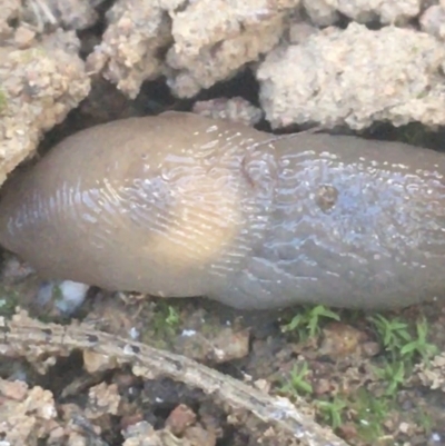 Deroceras laeve (Marsh Slug) at Mount Ainslie - 7 Apr 2021 by Ned_Johnston