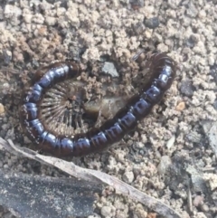 Diplopoda (class) (Unidentified millipede) at Campbell, ACT - 7 Apr 2021 by Ned_Johnston