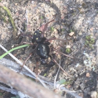 Zodariidae (family) (Unidentified Ant spider or Spotted ground spider) at Campbell, ACT - 7 Apr 2021 by Ned_Johnston