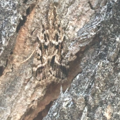 Scoparia oxygona (A Pyralid moth) at Campbell, ACT - 7 Apr 2021 by Ned_Johnston