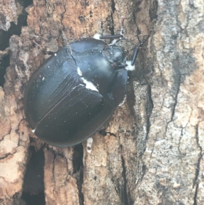 Pterohelaeus piceus (Pie-dish beetle) at Mount Ainslie - 7 Apr 2021 by Ned_Johnston