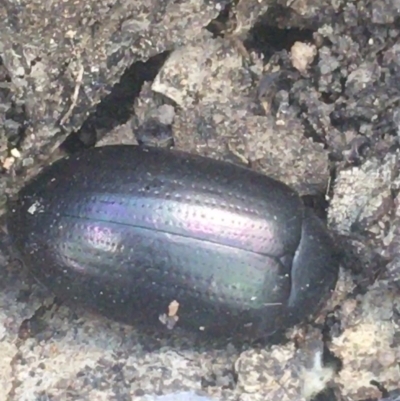 Chalcopteroides columbinus (Rainbow darkling beetle) at Mount Ainslie - 7 Apr 2021 by Ned_Johnston