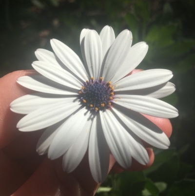 Dimorphotheca ecklonis (African Daisy) at Ainslie, ACT - 7 Apr 2021 by Ned_Johnston