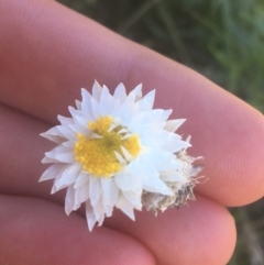 Leucochrysum albicans subsp. tricolor (Hoary Sunray) at Ainslie, ACT - 7 Apr 2021 by Ned_Johnston