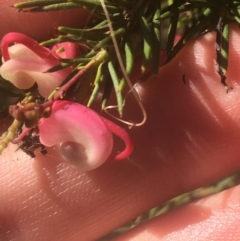 Grevillea sp. (Grevillea) at Ainslie, ACT - 7 Apr 2021 by Ned_Johnston