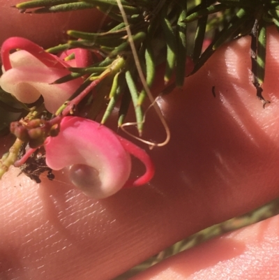 Grevillea sp. (Grevillea) at Ainslie, ACT - 7 Apr 2021 by Ned_Johnston