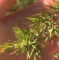 Grevillea sp. at Ainslie, ACT - 7 Apr 2021