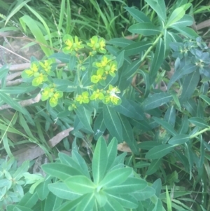 Euphorbia oblongata at Ainslie, ACT - 7 Apr 2021