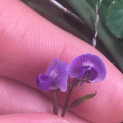 Glycine sp. at Ainslie, ACT - 7 Apr 2021 by NedJohnston