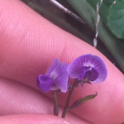 Glycine sp. at Mount Ainslie - 7 Apr 2021 by Ned_Johnston