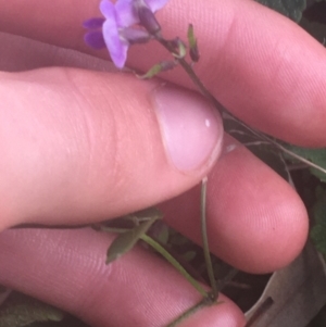 Glycine sp. at Ainslie, ACT - 7 Apr 2021