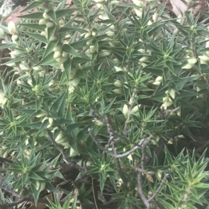 Melichrus urceolatus at Majura, ACT - 7 Apr 2021