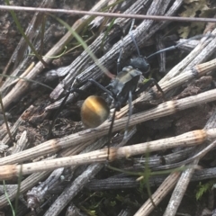 Polyrhachis ammon (Golden-spined Ant, Golden Ant) at Majura, ACT - 7 Apr 2021 by NedJohnston