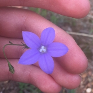 Wahlenbergia stricta subsp. stricta at Majura, ACT - 7 Apr 2021