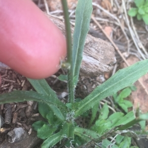 Wahlenbergia stricta subsp. stricta at Majura, ACT - 7 Apr 2021