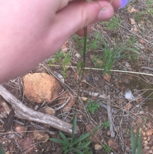 Wahlenbergia stricta subsp. stricta at Majura, ACT - 7 Apr 2021