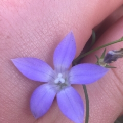 Wahlenbergia gracilis (Australian Bluebell) at Majura, ACT - 7 Apr 2021 by Ned_Johnston