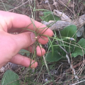 Wahlenbergia gracilis at Majura, ACT - 7 Apr 2021 12:55 PM