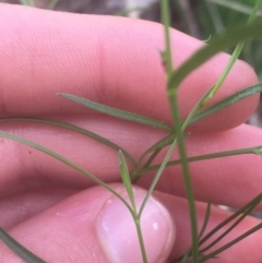 Wahlenbergia gracilis at Majura, ACT - 7 Apr 2021 12:55 PM