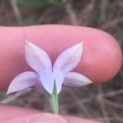 Wahlenbergia gracilis at Majura, ACT - 7 Apr 2021 12:55 PM