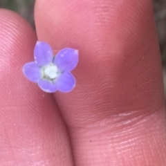 Wahlenbergia multicaulis (Tadgell's Bluebell) at Majura, ACT - 7 Apr 2021 by Ned_Johnston