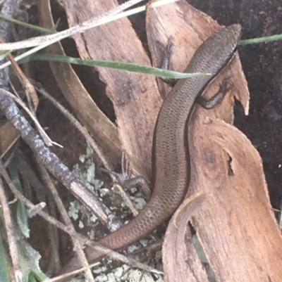 Morethia boulengeri (Boulenger's Skink) at Majura, ACT - 7 Apr 2021 by Ned_Johnston